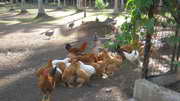 chickens!.. dinner time :D