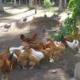 chickens!.. dinner time :D